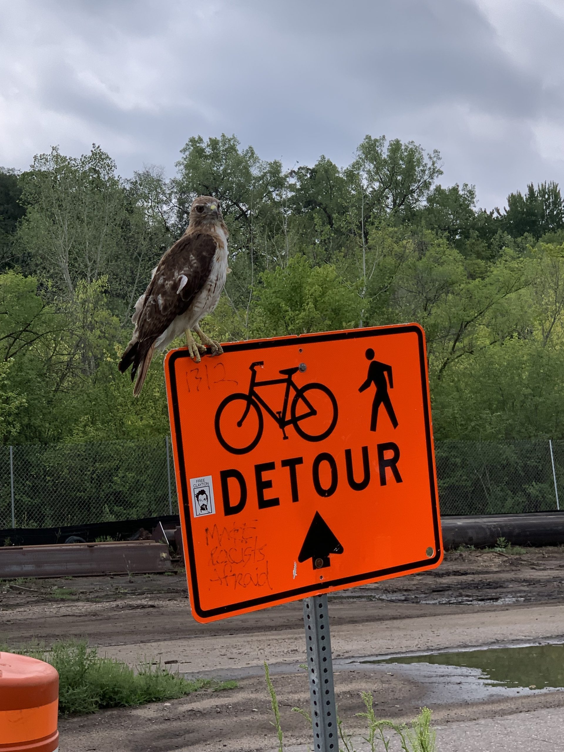 Hawk sits on a detour sign