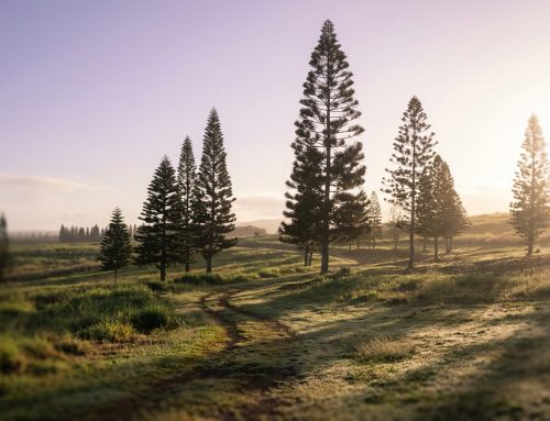 Integrative Healing Therapies in Cancer Survivorship: Insights from a Nurse and Mother